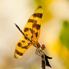 Libelle Florida Strand Manasota Beach