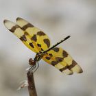 Libelle, Florida, USA