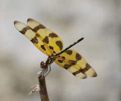 Libelle, Florida, USA