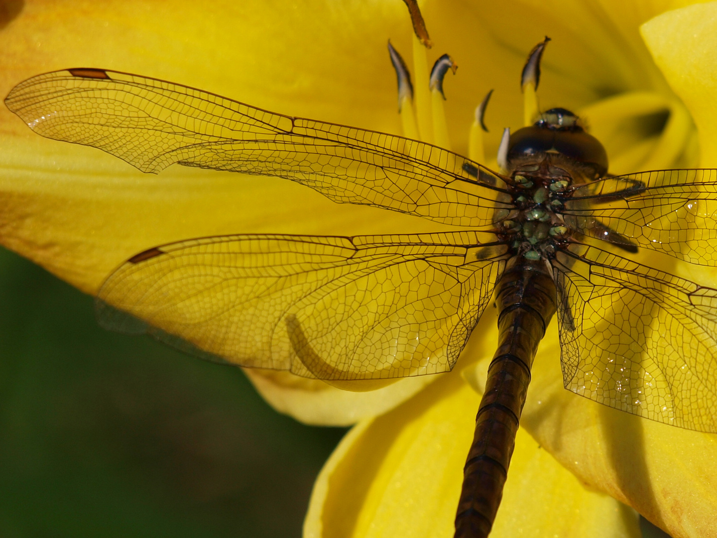 Libelle Flügelzeichnung