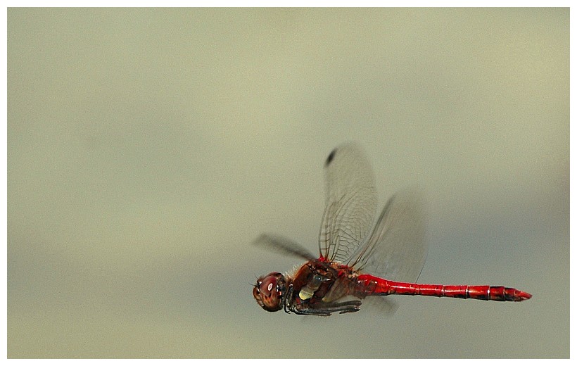 Libelle frei schwebend