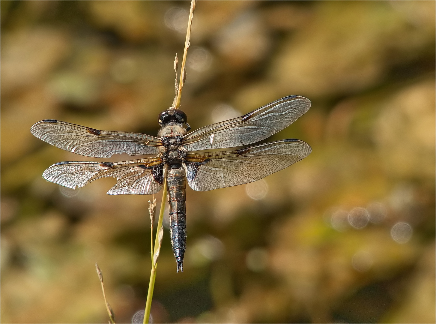 Libelle frisch geschlüpft... Foto & Bild fotos, nature, wald Bilder