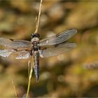 Libelle frisch geschlüpft...