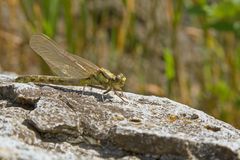 Libelle frisch geschlüpft