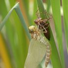 Libelle frisch geschlüpft