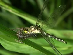 Libelle - frisch geschlüpft (Blaugrüne Mosaikjungfer - Aeshna cyanea)