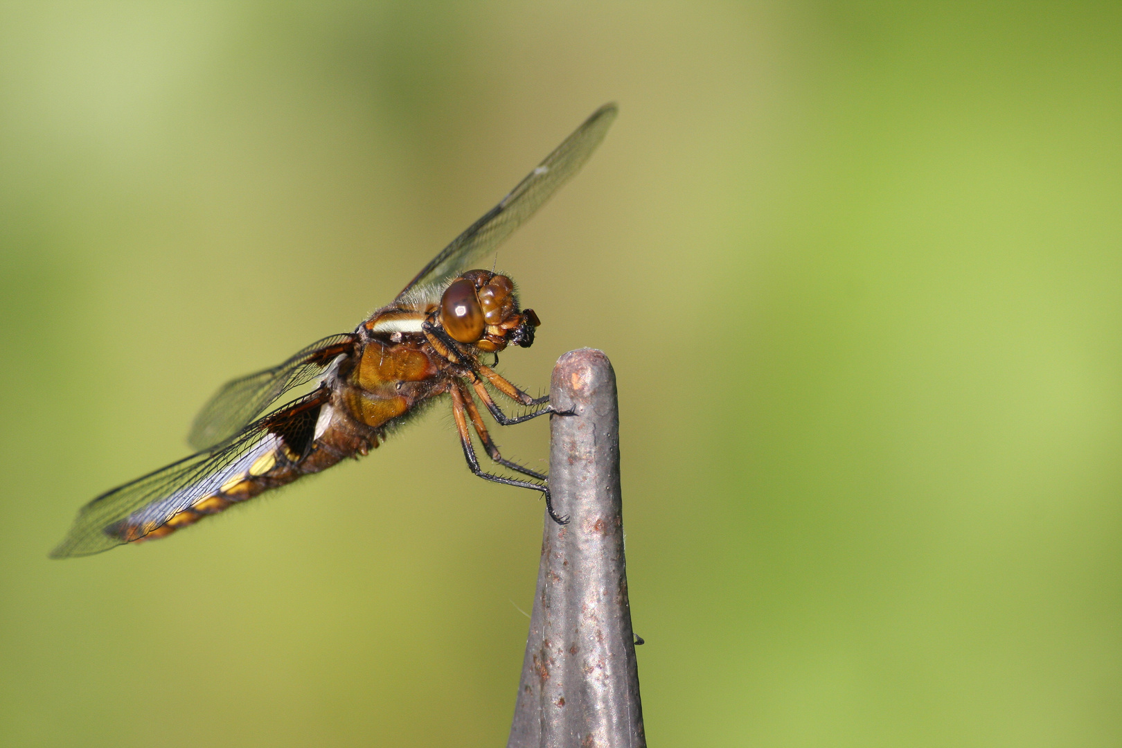 Libelle frisst Insekt