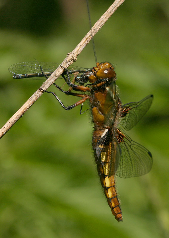 Libelle frißt Libelle