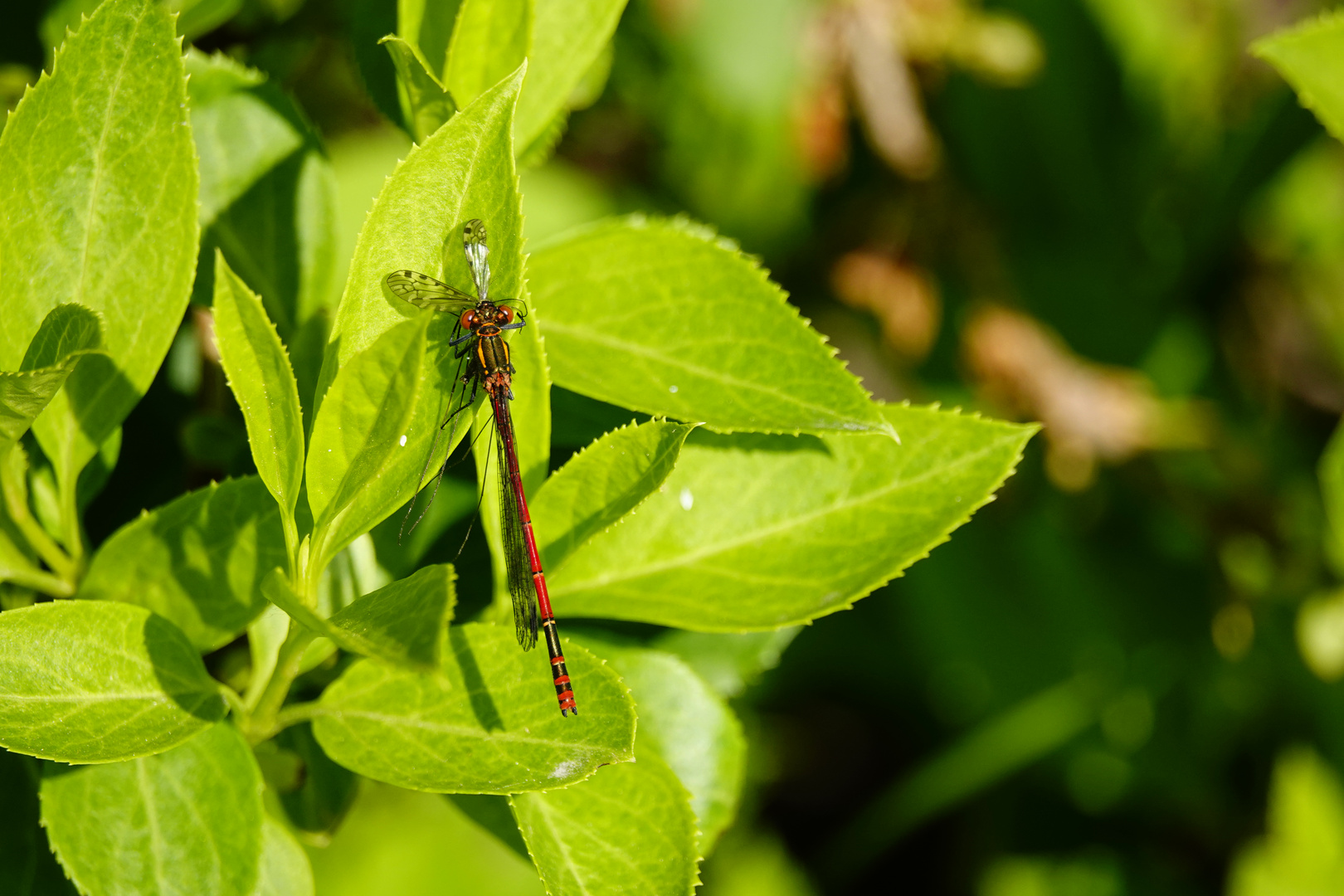 LIBELLE FRISST SCHNAKE