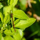 LIBELLE FRISST SCHNAKE