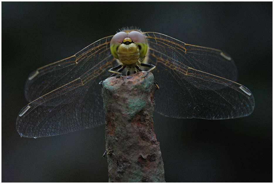 Libelle frontal