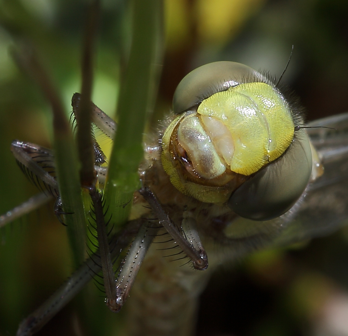 Libelle frontal