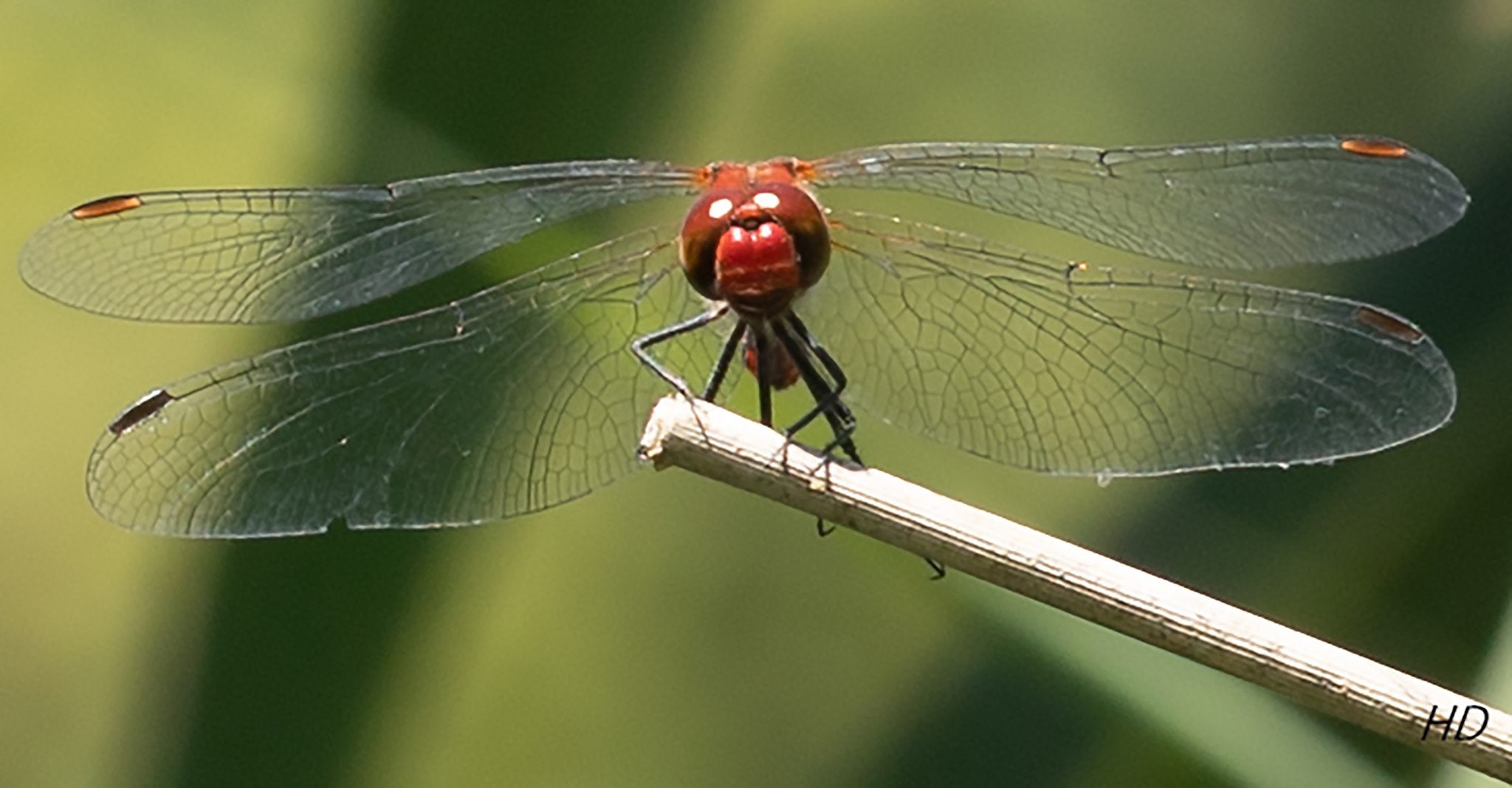 Libelle frontal (Feuerlibelle)