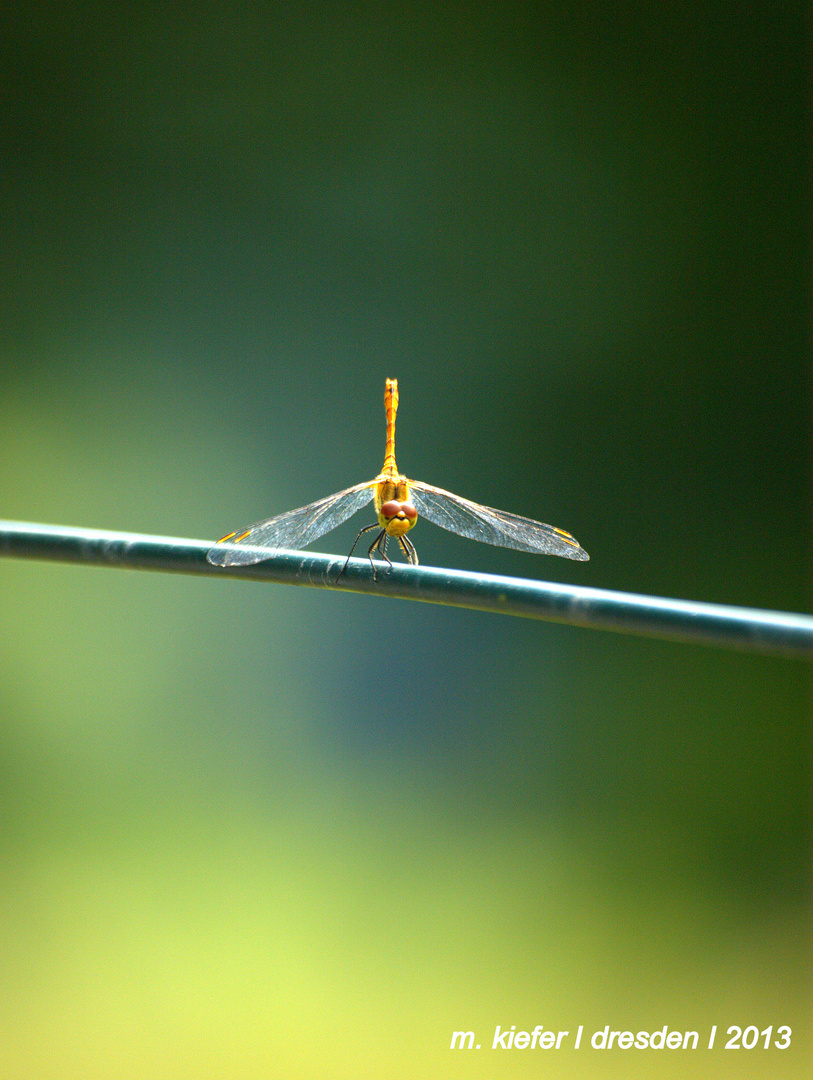 Libelle frontal ungeblitzt