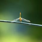 Libelle frontal ungeblitzt