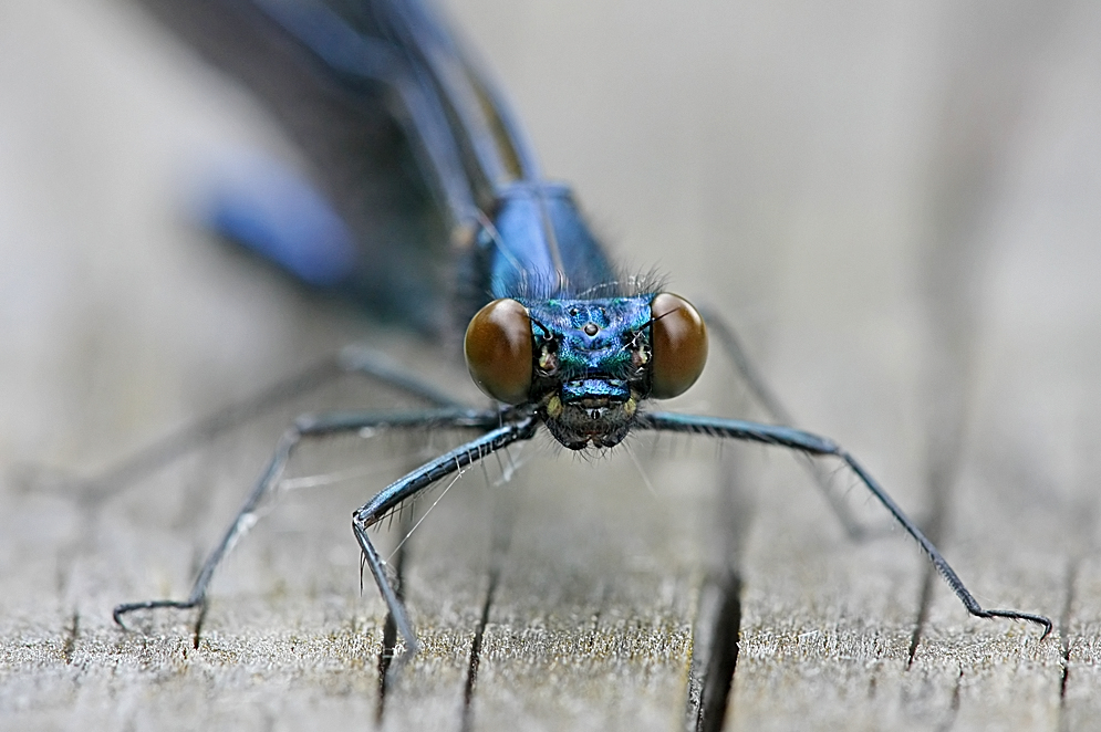 Libelle frontale