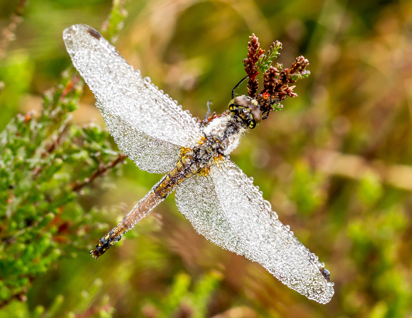 Libelle früh morgens