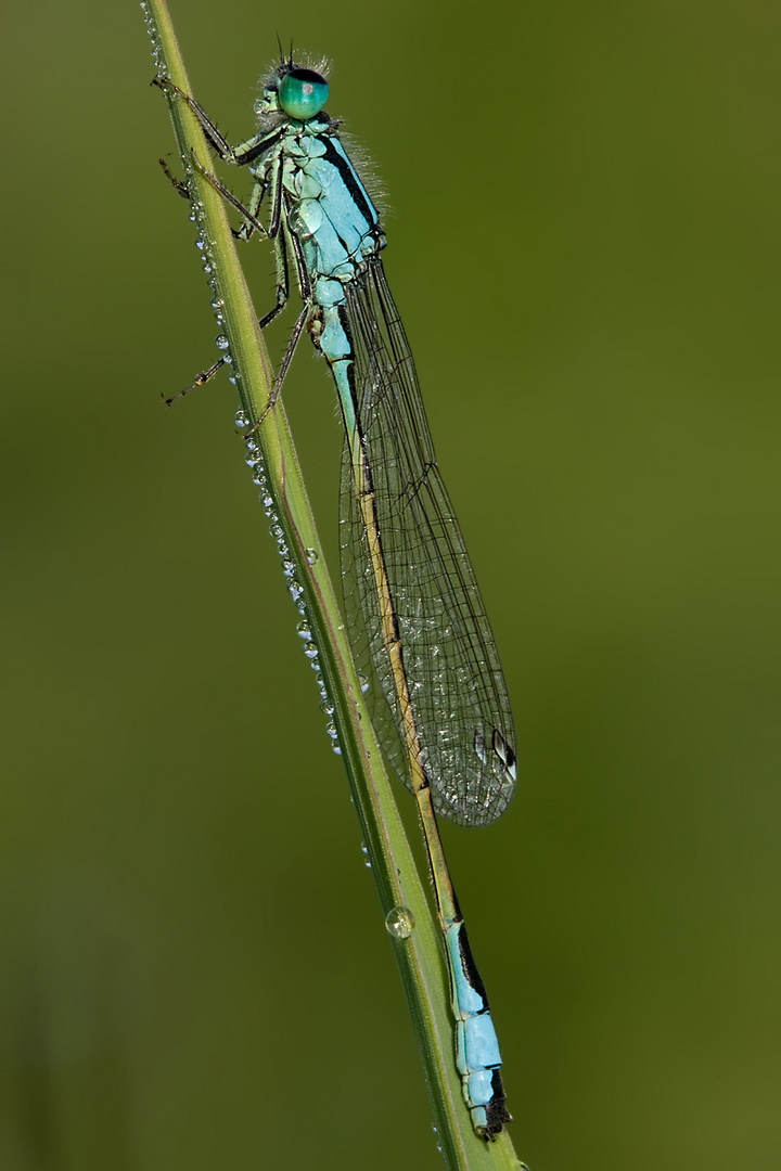 Libelle früh morgens