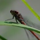 Libelle (Frühe Adonisjungfer?) auf Halm