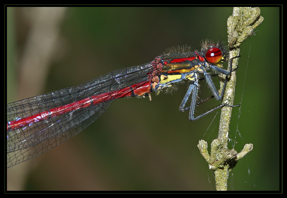 Libelle "Frühe Adonisjungfer"