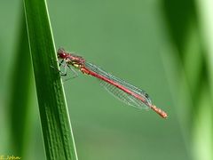 Libelle , Frühe Adonislibelle