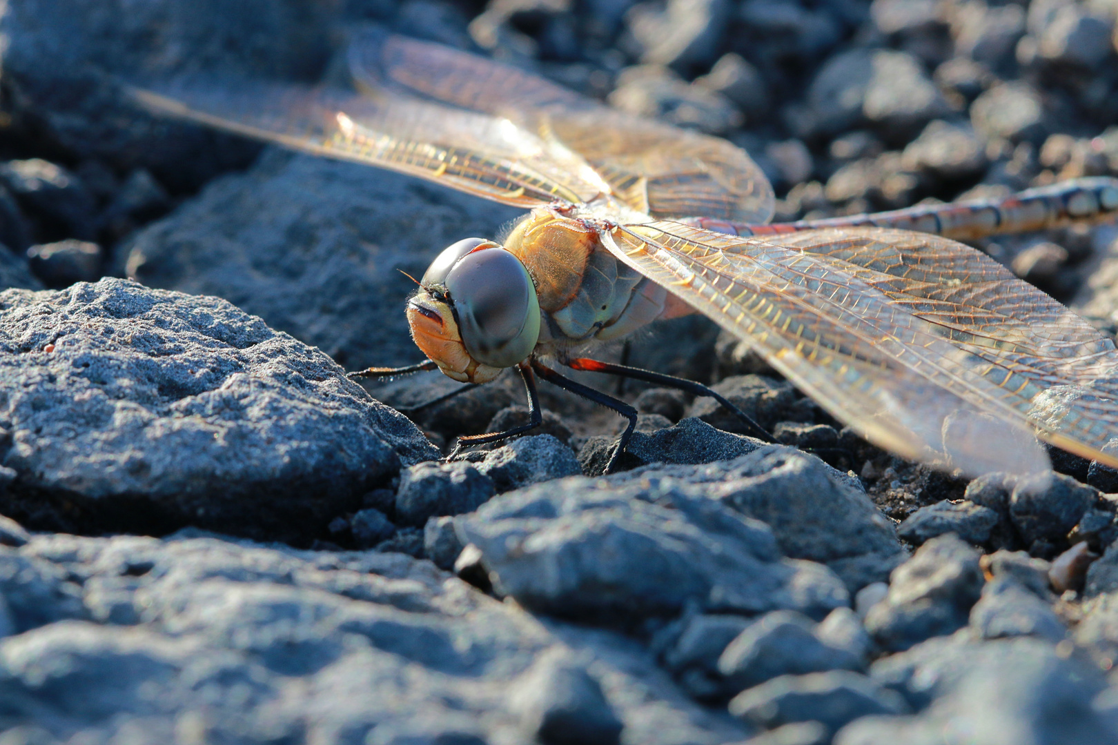 Libelle Fuerteventura