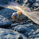 Libelle Fuerteventura