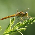 Libelle ganz in Gelb