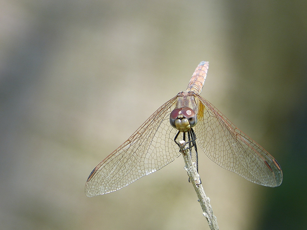 Libelle ganz nah