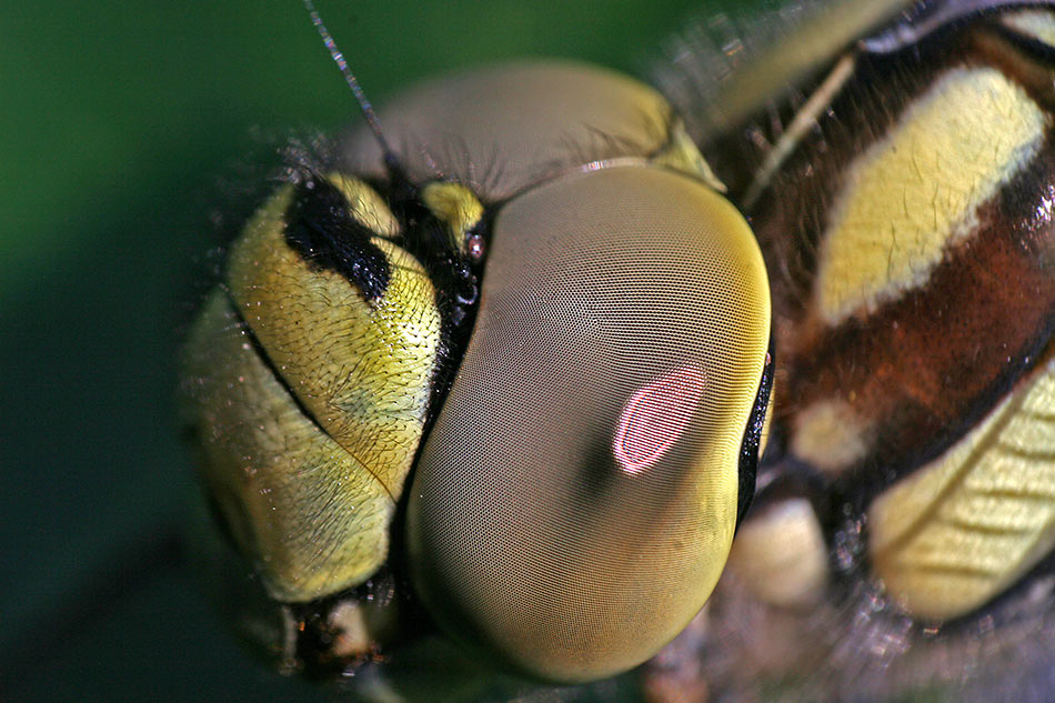 Libelle, ganz nah!