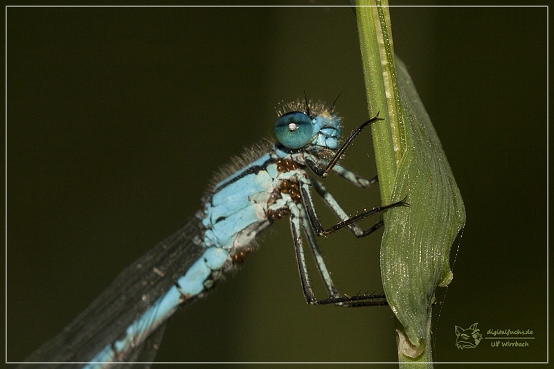 Libelle ganz nah