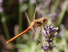 libelle gartenbesuch