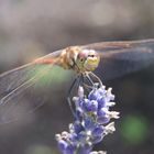 libelle - gartenbesuch