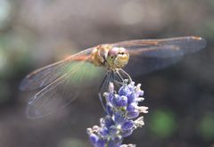 libelle - gartenbesuch