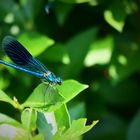 Libelle (gebänderte Prachtlibelle vermute ich)