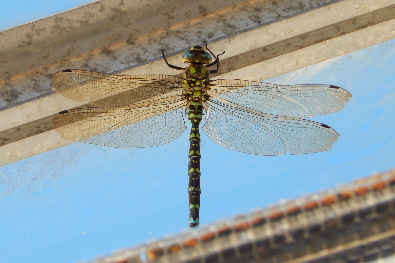 Libelle gefangen im Gewächshaus