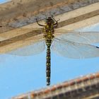 Libelle gefangen im Gewächshaus