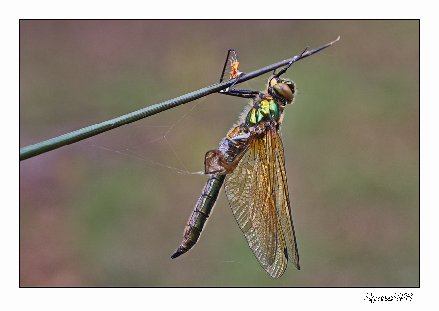 Libelle gefangen im Spinnennetz....