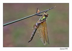 Libelle gefangen im Spinnennetz....