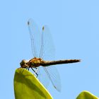 Libelle gegen den Himmel