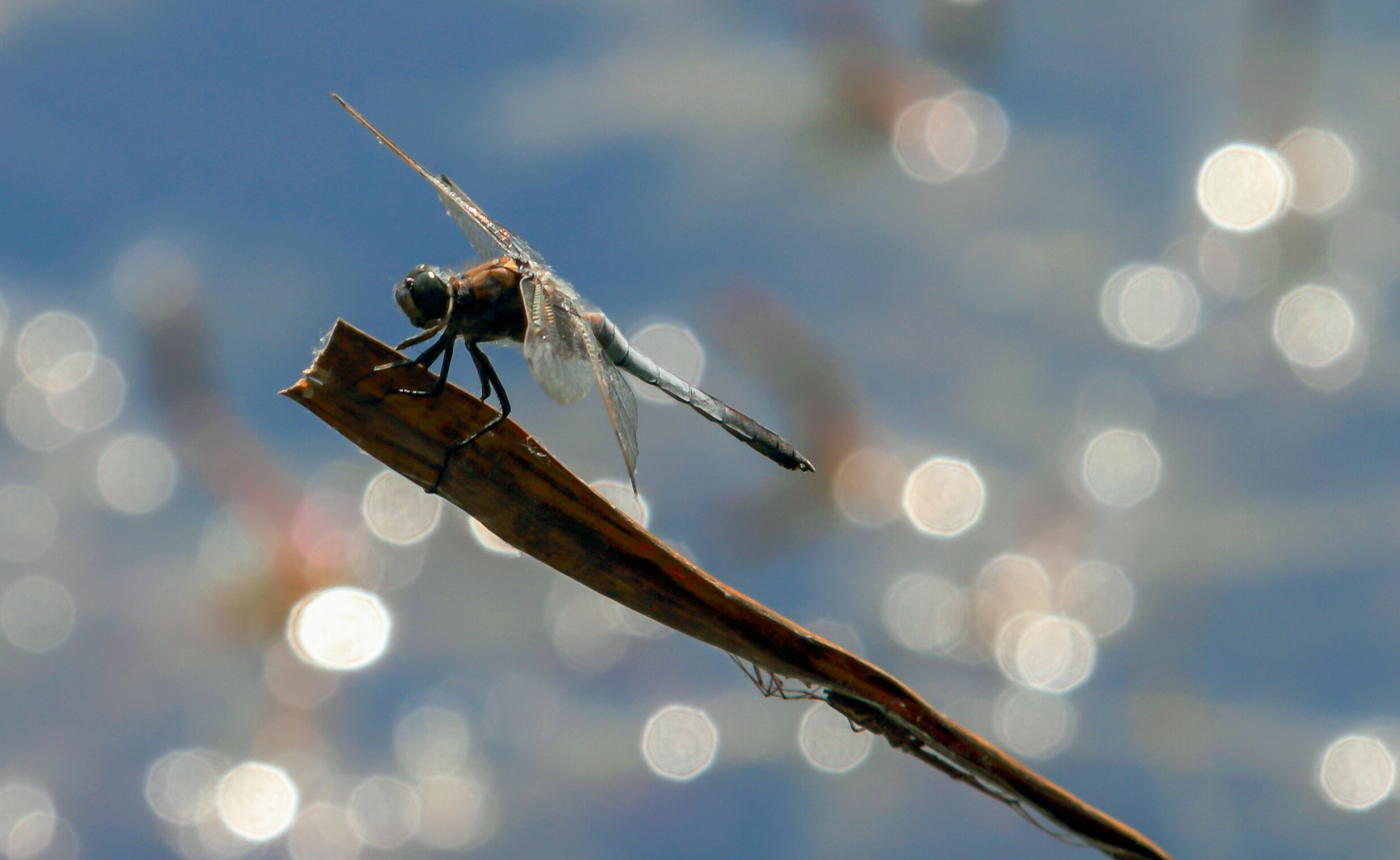 Libelle gegen Spinne ?