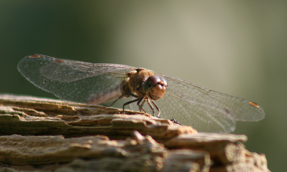 libelle gelandet