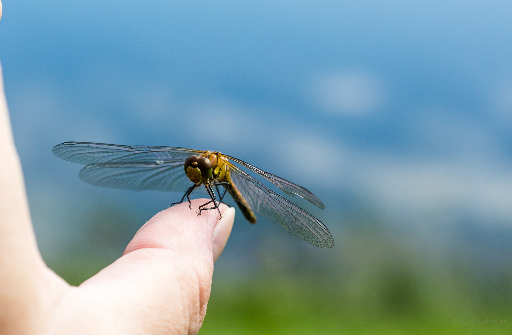 Libelle gelandet