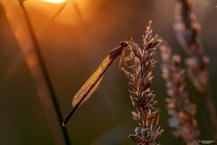 *** Libelle genießt den Sonnenuntergang *** 