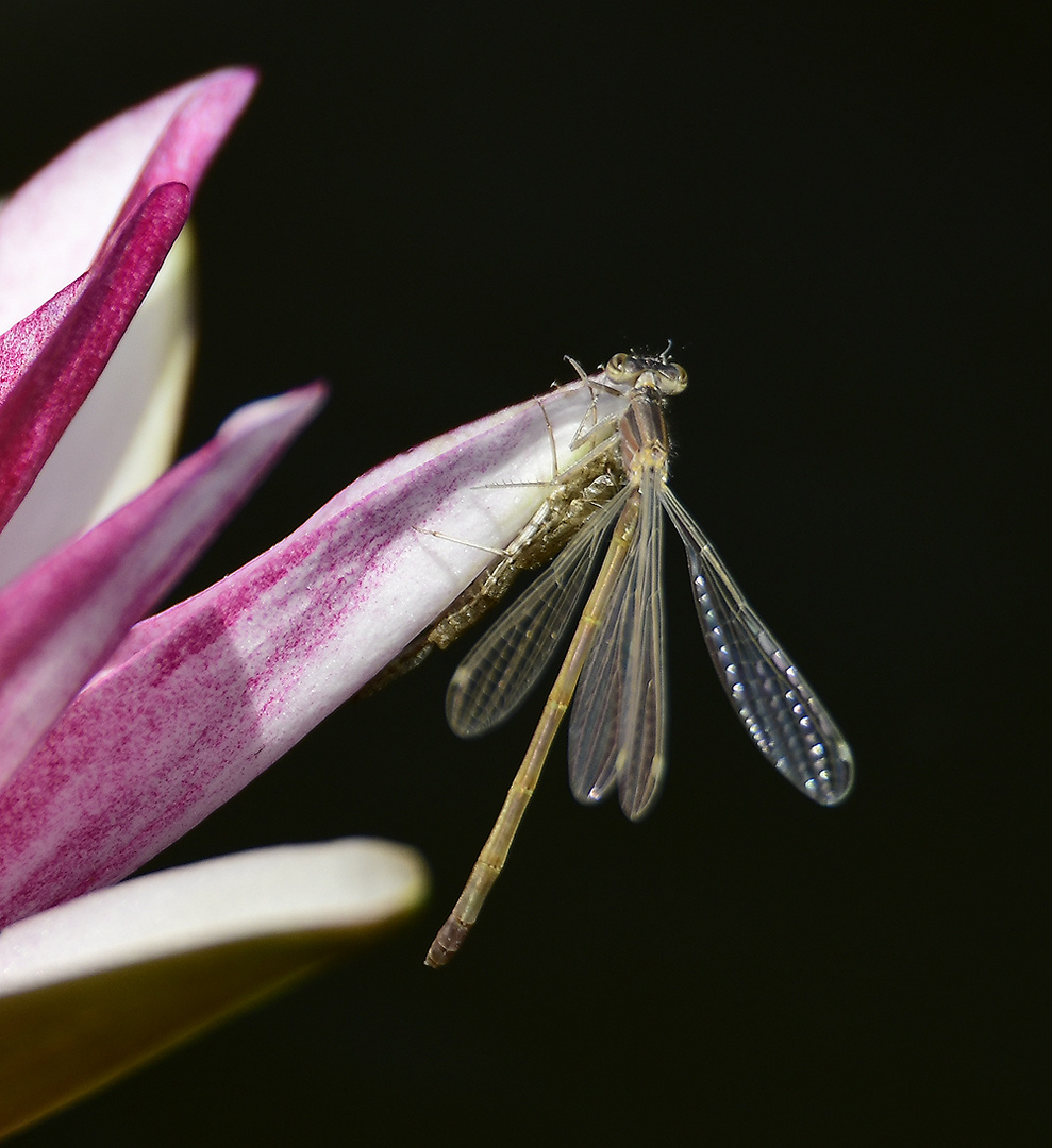 Libelle gerade ausgeschlüpft