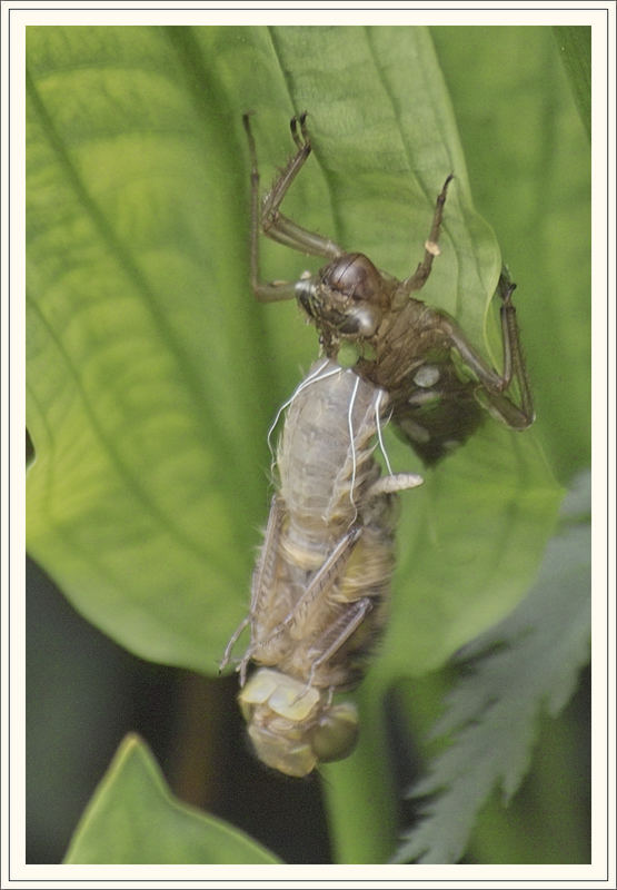 Libelle gerade frisch aus der Larve geschlüpft und wird sich nun entfalten.