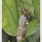 Libelle gerade frisch aus der Larve geschlüpft und wird sich nun entfalten.