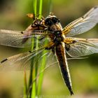 Libelle gerade geschlüpft