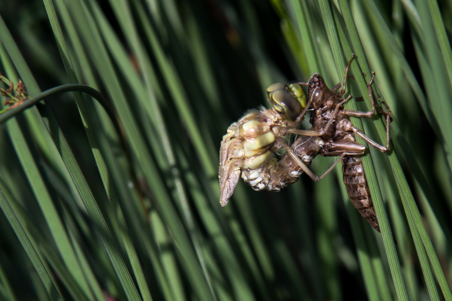 Libelle gerade geschluepft