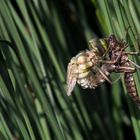 Libelle gerade geschluepft